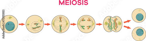 Meiosis stages to be used in science and biology lessons.