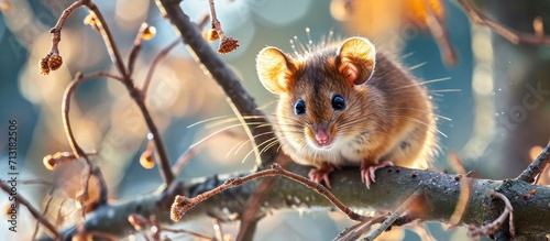 Little hazel dormouse climb the twigs in nature Muscardinus avellanarius in Hungary is the animal of the year 2017 Endangered animal. Copy space image. Place for adding text