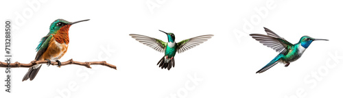 Colorful hummingbird set, soaring in the air, Isolated on Transparent Background, PNG