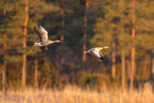 Greylag geese flying
