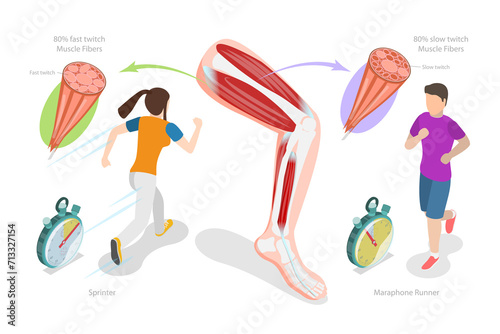 3D Isometric Flat Conceptual Illustration of Muscle Fiber Types, Skeletal Muscle Structure