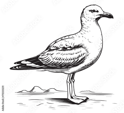 Sea Gull standing sketch hand drawn Vector illustration Birds