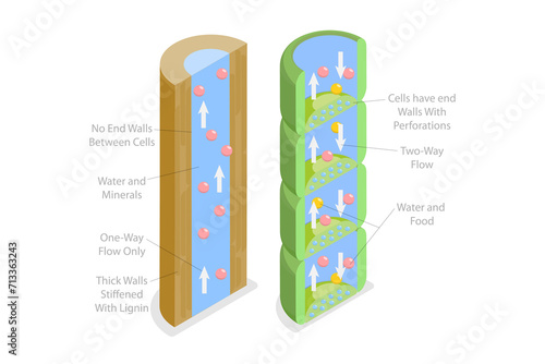 3D Isometric Flat Conceptual Illustration of Xylem And Phloem Water, Labeled Biological Structure Scheme