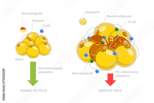 3D Isometric Flat Conceptual Illustration of Adipoce Tissue, Pathology of Obesity