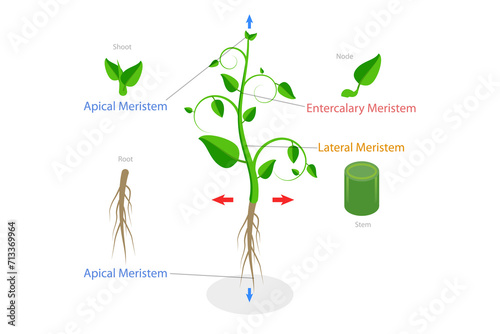 3D Isometric Flat Conceptual Illustration of Meristematic Tissue, Educational Scheme