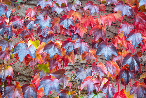 Virginia creeper (Parthenocissus quinquefolia) with red and dark purple colors on the wall of a house