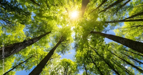Looking up Green forest. Trees with green Leaves, blue sky and sun light. Bottom view
