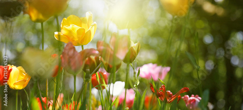 tulpen in blüte, blumen farben natur garten frühling freizeit