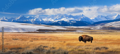Buffalo standing in a prairie with snow covered mountains in the background