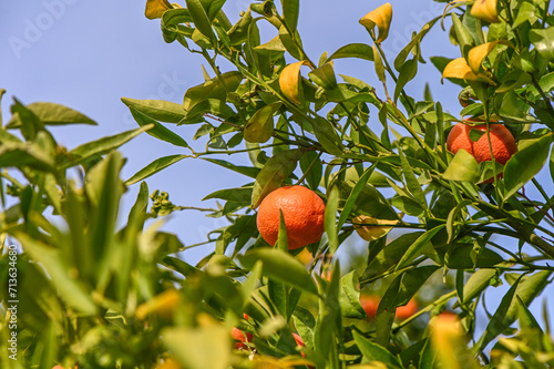 tangerine garden in a Mediterranean village 7