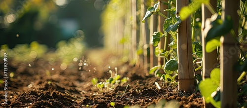 Cucumber plantation supported by bamboo stakes. Creative Banner. Copyspace image