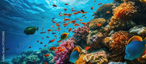 Delicate soft corals and colorful tropical fish on a warm water coral reef. Creative Banner. Copyspace image