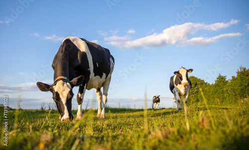 Vache laitière au milieu des champs dans la campagne en France.