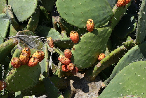 Kolczasta Opuncja figowa, owoce, rośliny z rodziny kaktusowatych, Syrakuzy, Sycylia, Włochy, 