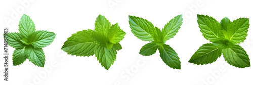 Collection set of mint leaves., fresh mint isolated on transparent or white background, png