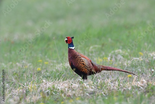  Portrait of a common pheasant on a green meadow in spring during rut 