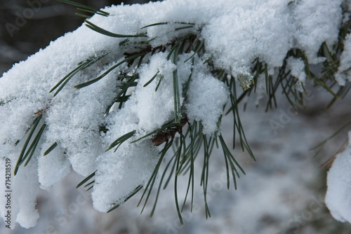 Gałąź sosny pokryta grubą warstwą śniegu tworzącą okiść. Spod śniegu wystają czubki zielonych igieł.