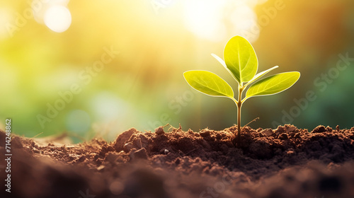 The seedling are growing from the rich soil to the morning sunlight that is shining, ecology concept. wide panoramic banner, copy space