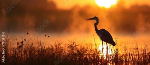 A young heron welcomes the sunrise in a salt marsh in New Jersey.