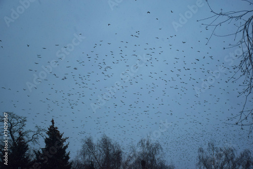 Beautiful large flock of starlings. A flock of starlings birds fly in the Netherlands. During January and February, hundreds of thousands of starlings gathered in huge clouds. Starling