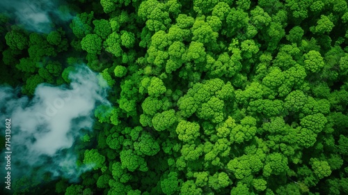 Aerial View of Lush Green Forest With Abundant and fog