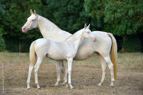 Two palomino akhal teke breed horses running in the park together. Beautiful horses. Portrait. Golden horse. Akhal-teke nice horse. 