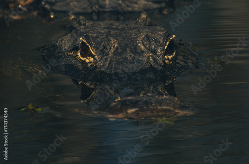 Aligator Eyes and Ripple In The Everglades