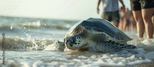 A rehabilitated Kemp's Ridley sea turtle being released in North Florida.