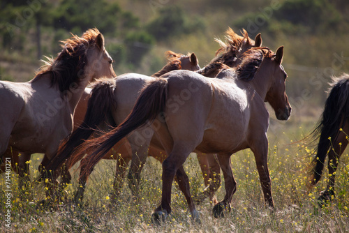 Herd of horses running together in pasture