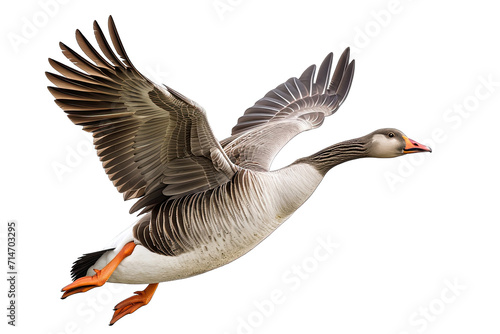 Beautiful Greylag Geese Flying On White Background On Transparent Background