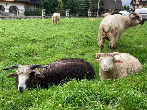 Pasące się owce na łące
