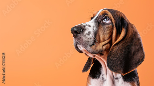 Adorable basset hound puppy with curious questioning face isolated on light orange background with copy space.