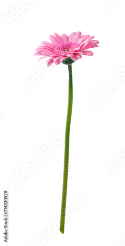 Gerbera daisy flower isolated on transparent white background
