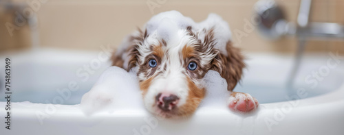 Funny portrait of a cute puppy of red merle australian shepherd showering with shampoo, taking a bath in grooming salon