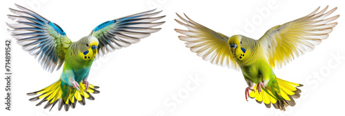 Collection set Flying budgerigar bird isolated on white or transparent background PNG