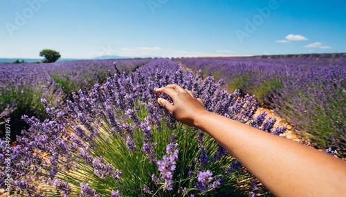 woman touching blossoming lavender in the lavender field with her hands first person view provence south france