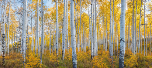 panoramic photo of an aspen forest in the fall