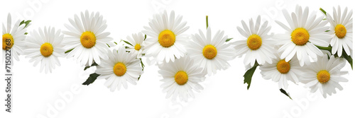 Bright chamomile daisy flower bud and stems pattern on white background. Aesthetic summer flower texture on a transparent background 