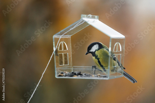 bird feeder on window. transparent cute feeder with food for wild animals. tits and sparrows eat food and fly. Soft selective focus. photos of wild animals, care for and feed forest migratory birds.