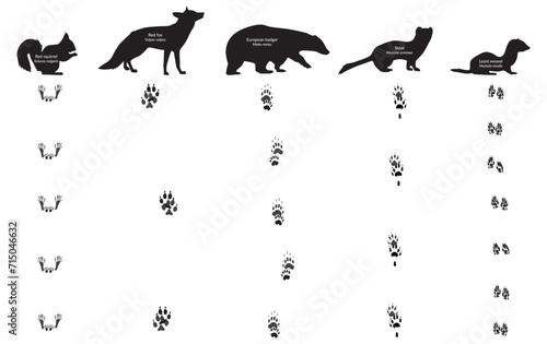 Animal Footprint and their walk. Red fox, red squirrel, european badger, weasel, stoat, meles meles, mustela erminea, mustela nivalis, vulpes vulpes, sciurus vulgaris