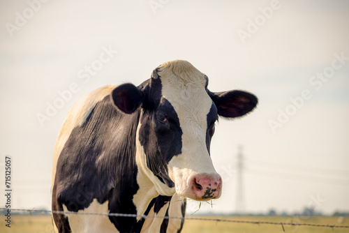 Selective focus face of black and white Dutch cow standing on green meadow, Holland typical polder landscape in summer, Open farm with dairy cattle on the grass field in countryside, Netherlands.