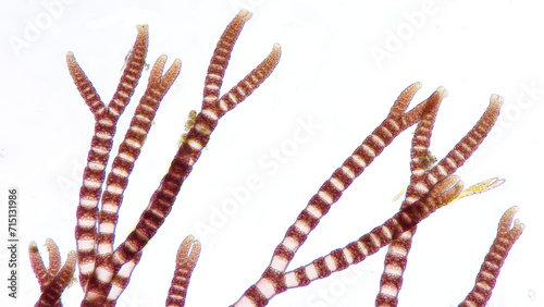Ceramium sp, a marine macroalgae belonging to Rhodophyta. 210x magnification. Stacked photo