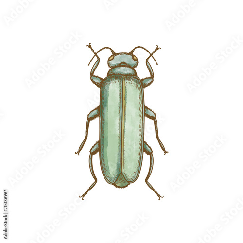 green beetle isolated on white background