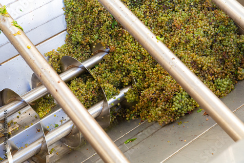 Freshly harvested white grape in corkscrew crusher destemmer, winemaking process
