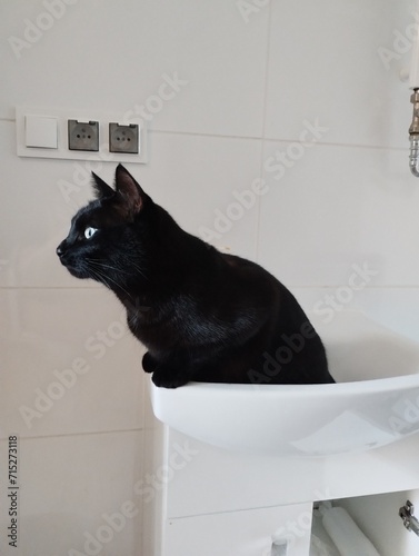 Czarny zapatrzony kot w umywalce