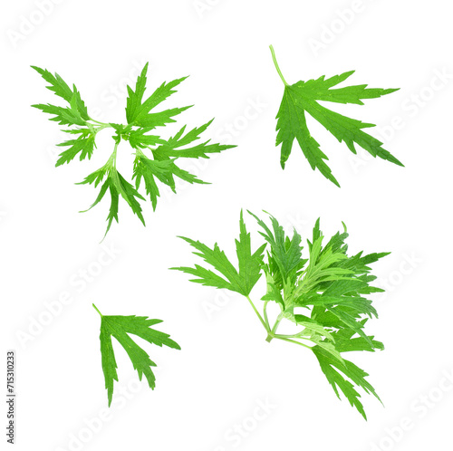 Set of green carved leaves isolated on transparent background.background. Artemisia vulgaris, the common mugwort have been used medicinally and as culinary herbs. Design elements. 