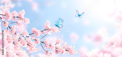 Horizontal banner with blue butterflies and sakura flowers of pink color on sunny backdrop. Beautiful nature spring background with a branch of blooming sakura. Sakura blossoming season in Japan