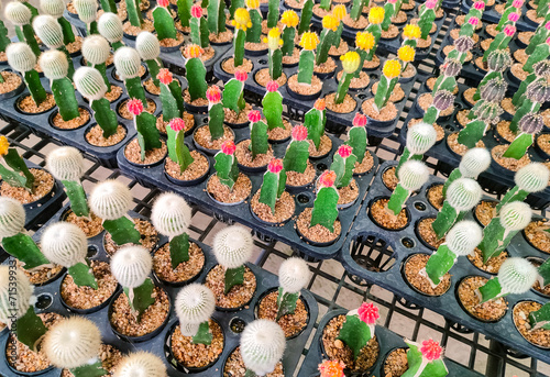 Group of many various grafting cactus on stall display for sale in outdoor plant market