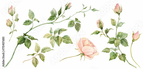 Beautiful floral set with watercolor hand drawn rose flowers. Nature illustration. Stock clip art.
