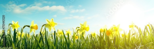 easter and daffodils on green grass in the sun.
